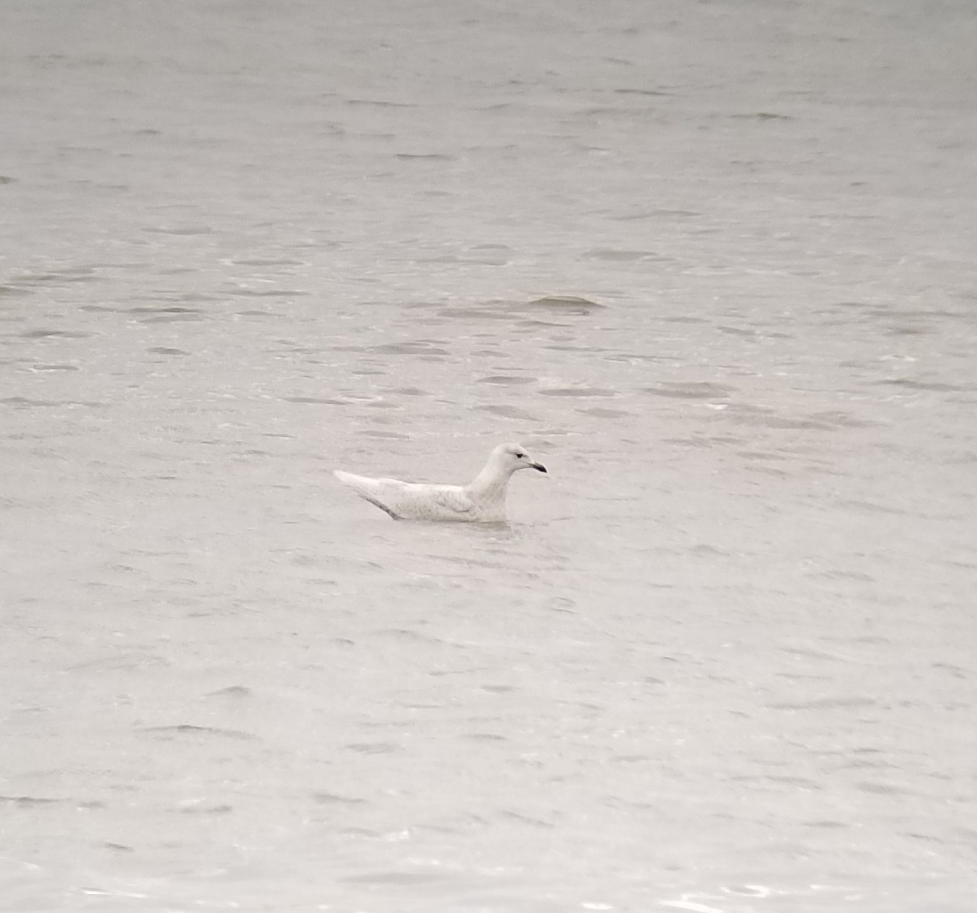 Iceland Gull - ML94114291