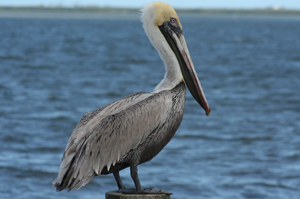 Brown Pelican - David Simpson
