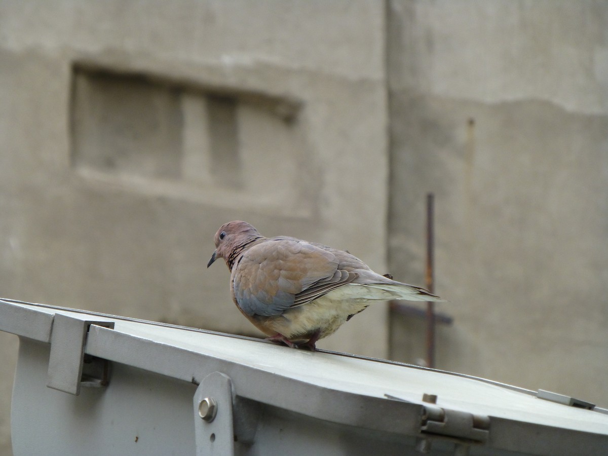 Laughing Dove - Oli Bailey