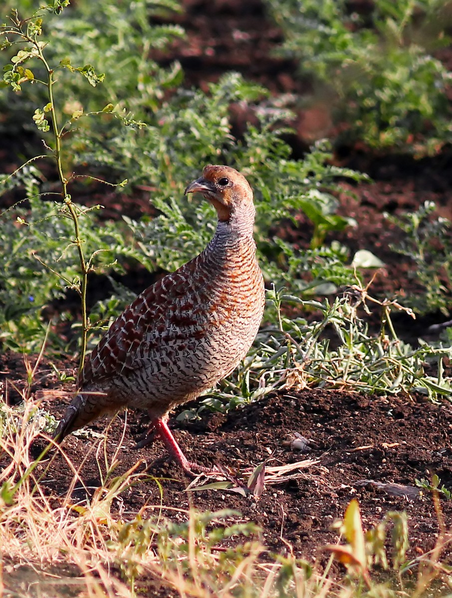 Gray Francolin - ML94119141