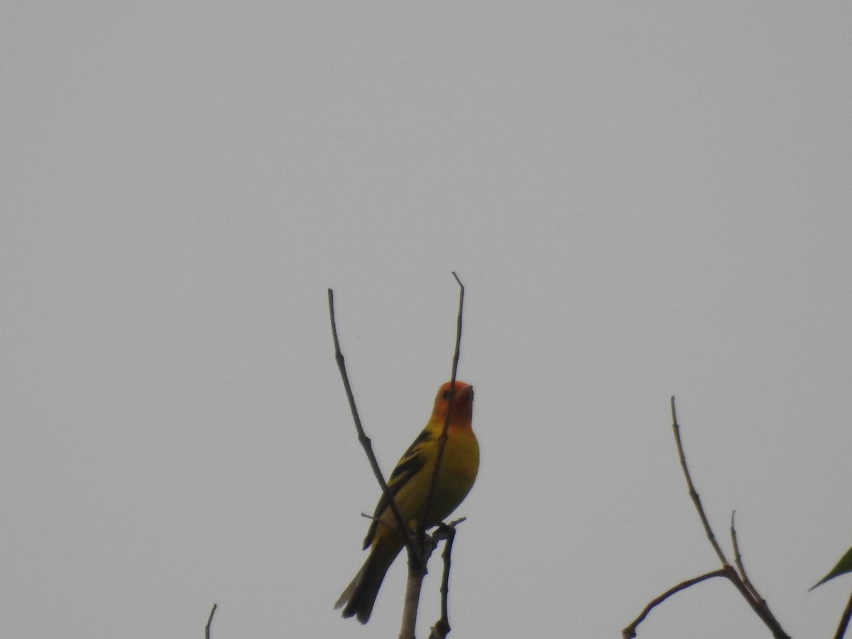 Western Tanager - ML94119861