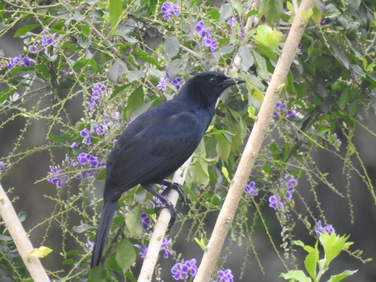 Melodious Blackbird - ML94120251