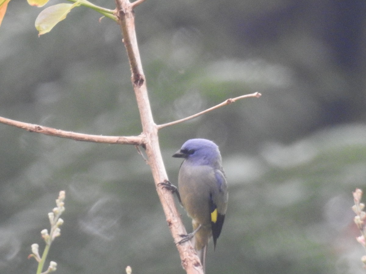 Yellow-winged Tanager - ML94121111