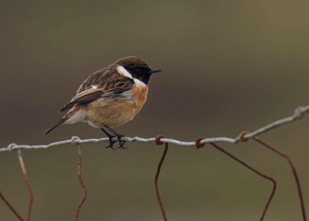 European Stonechat - ML94122191