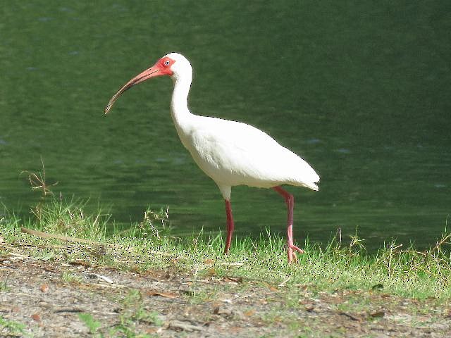 White Ibis - ML94122401