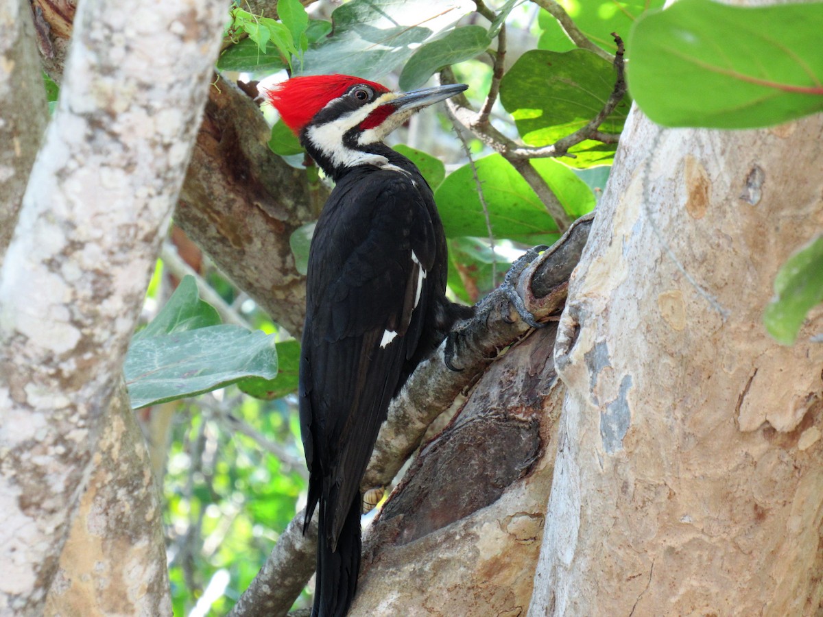 Pileated Woodpecker - John Haas