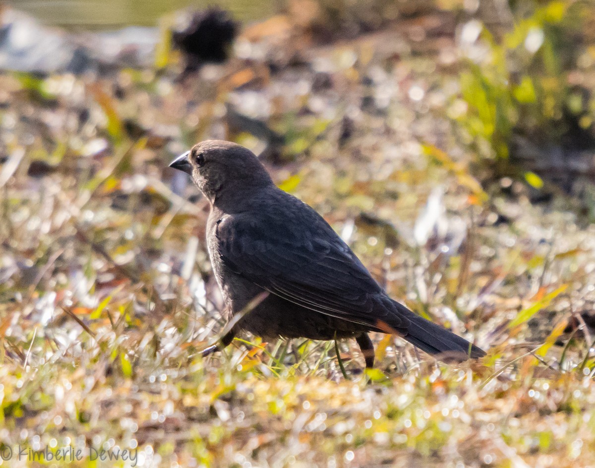 Brown-headed Cowbird - ML94123421