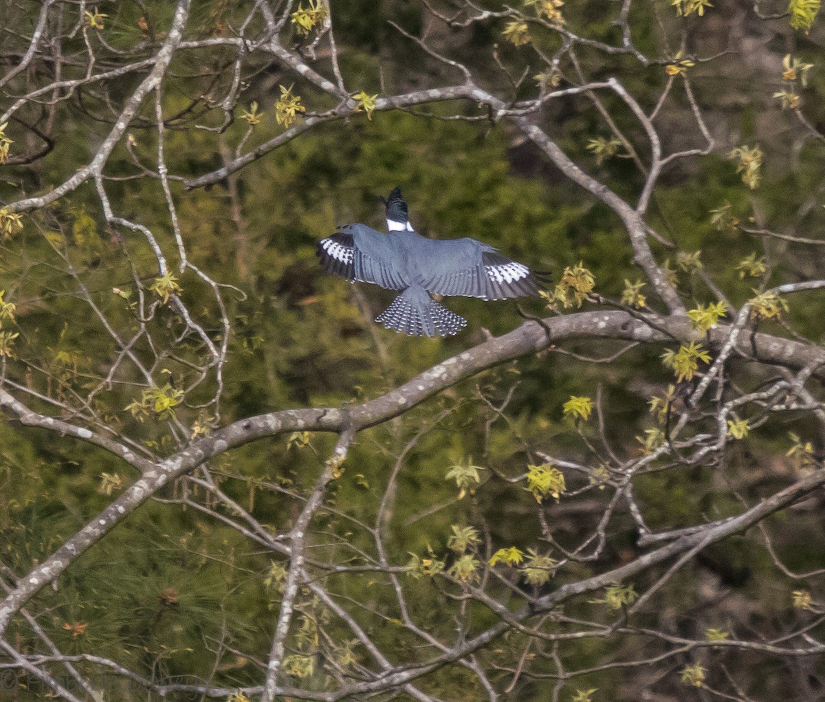 Belted Kingfisher - ML94123591