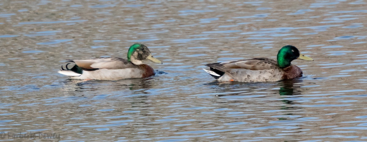 Mallard (Domestic type) - ML94123611