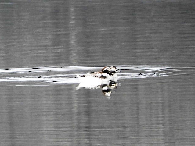 Long-tailed Duck - ML94123621