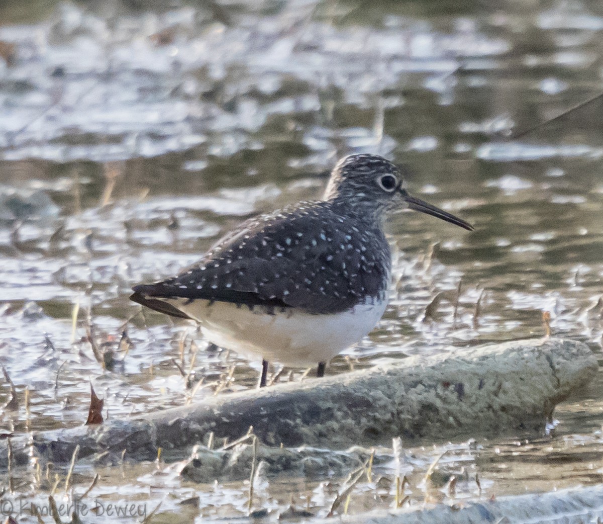 Solitary Sandpiper - ML94123631