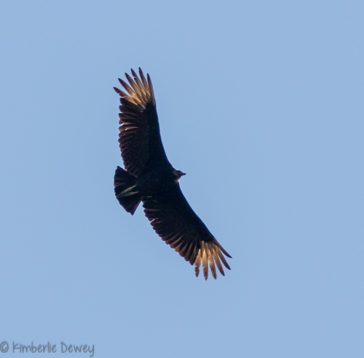 Black Vulture - ML94123751