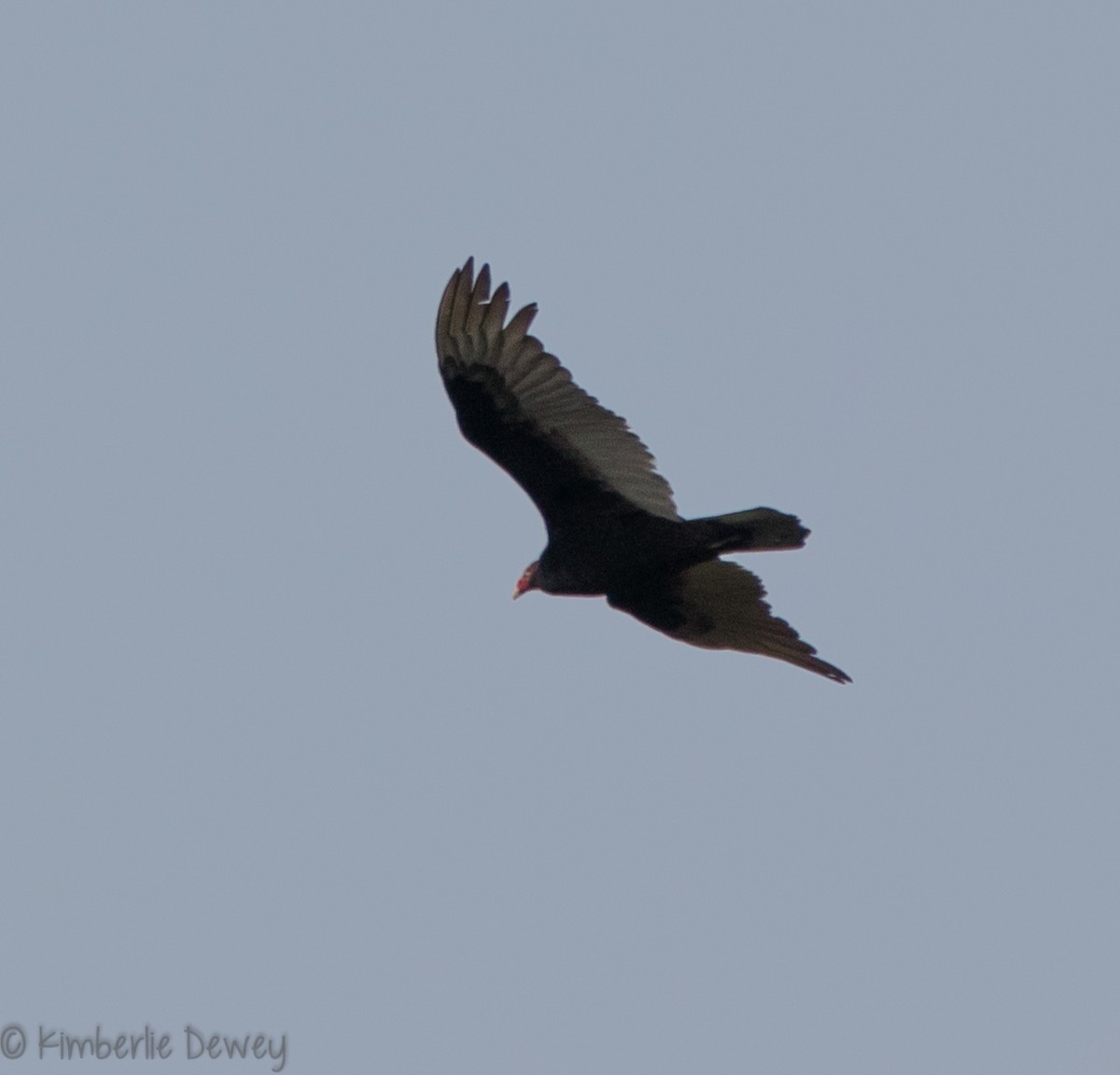 Turkey Vulture - ML94124321
