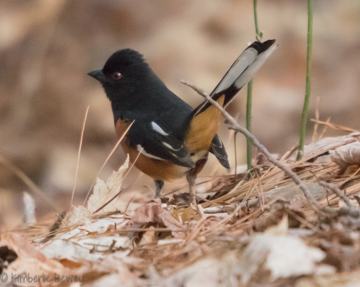 Eastern Towhee - ML94125051