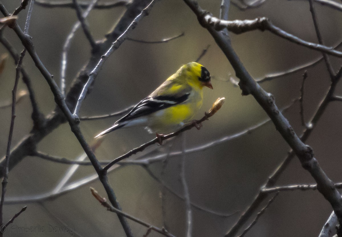 American Goldfinch - ML94125221