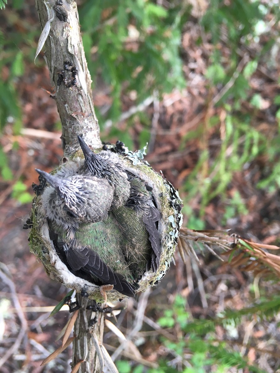 Anna's Hummingbird - ML94125501