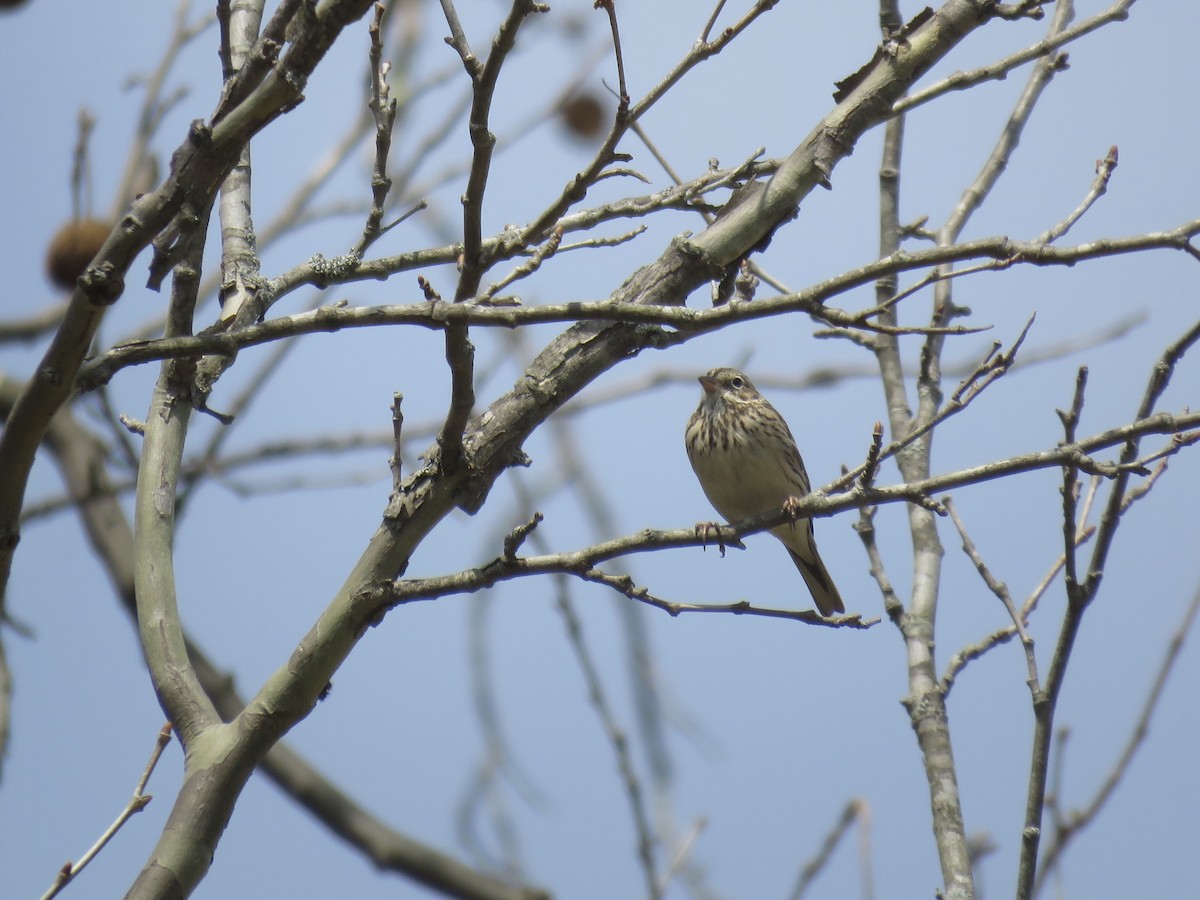 Vesper Sparrow - ML94127641