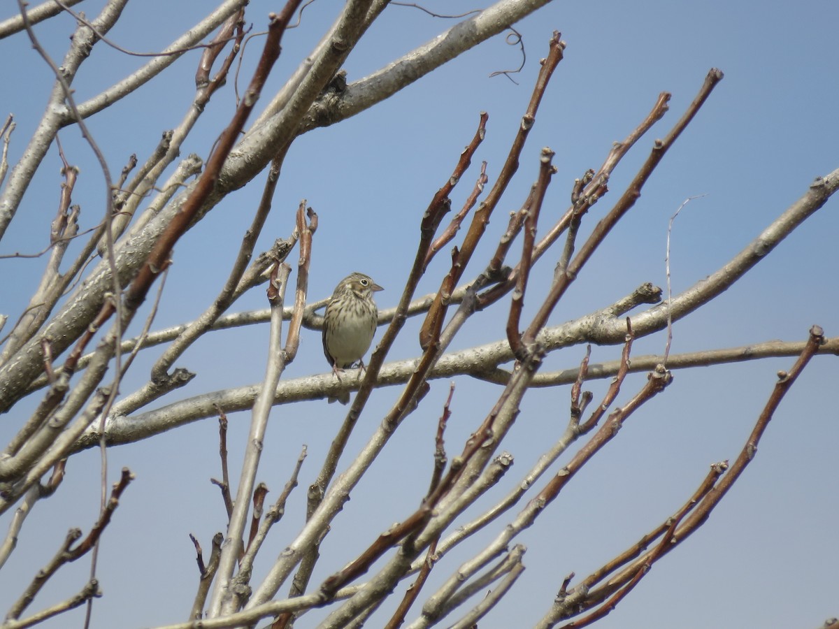 Vesper Sparrow - ML94127651