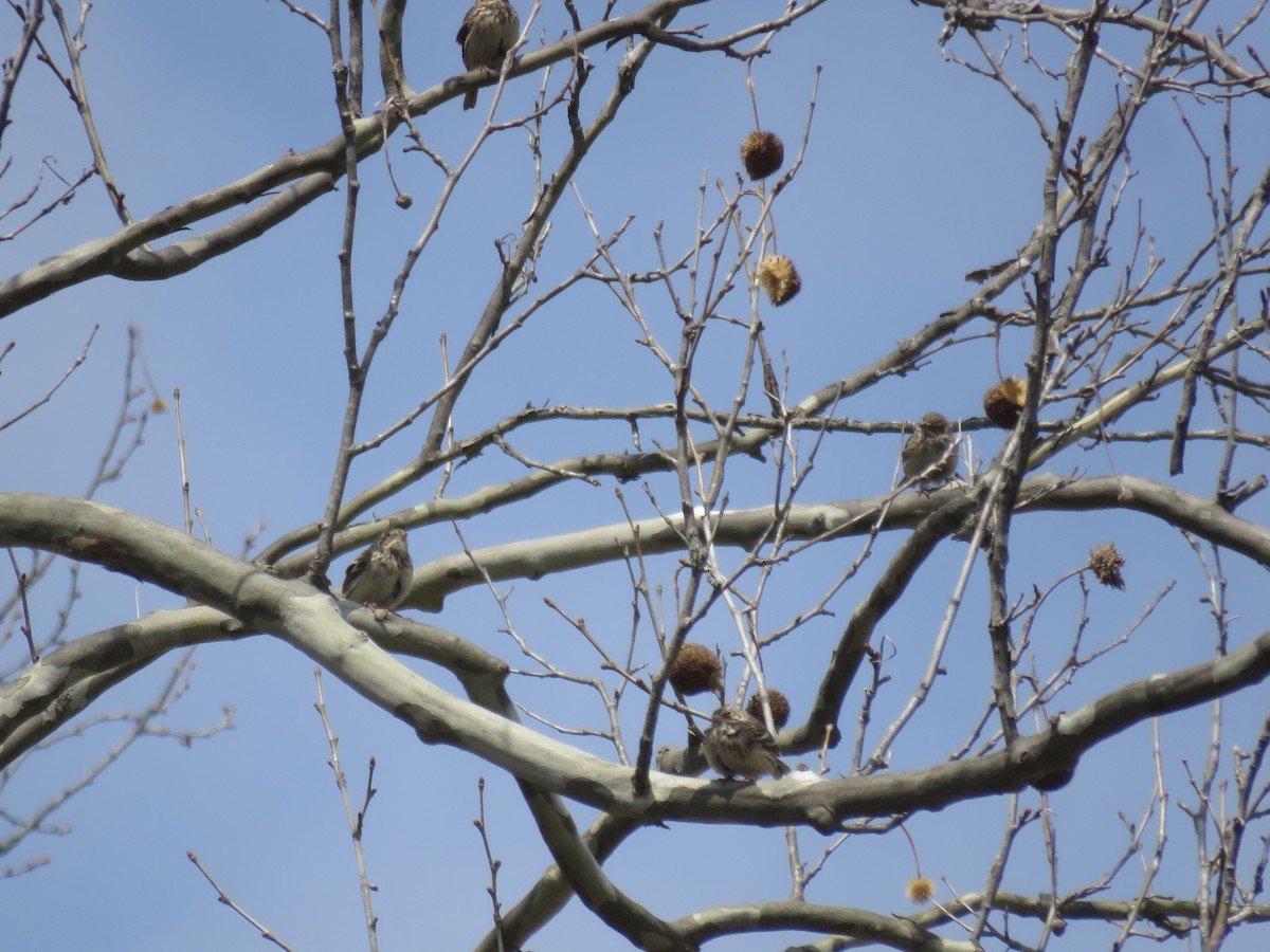 Vesper Sparrow - ML94127661