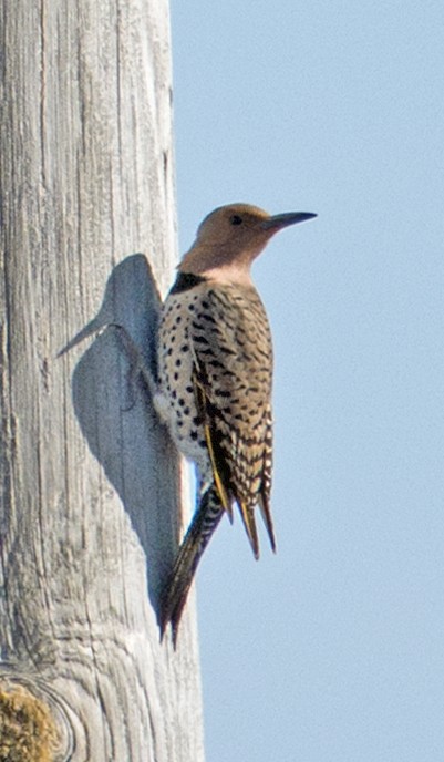 Northern Flicker (Yellow-shafted) - ML94128131