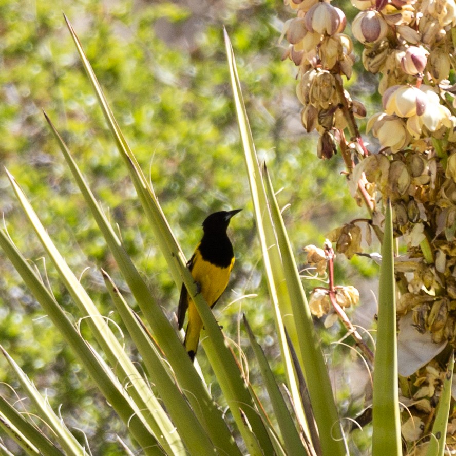 Oriole jaune-verdâtre - ML94128661