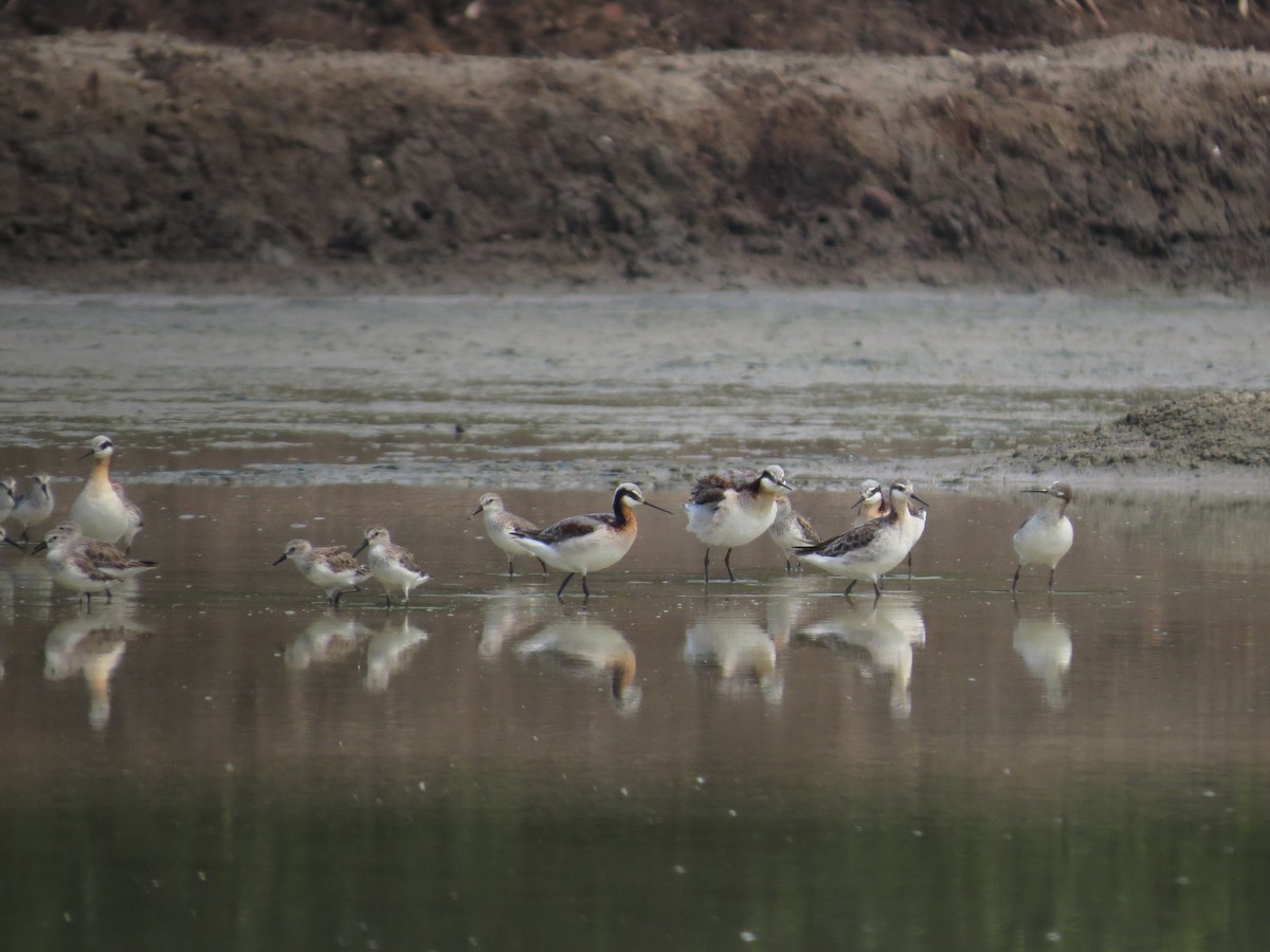 Falaropo Tricolor - ML94131811