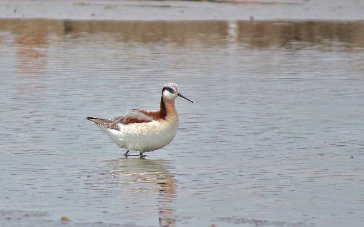 hvithalesvømmesnipe - ML94131931