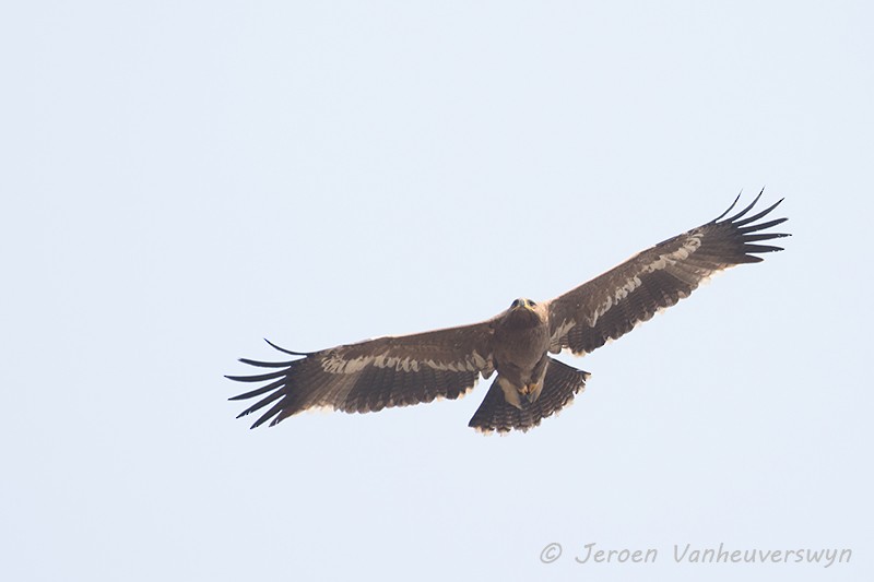 Steppe Eagle - ML94132501