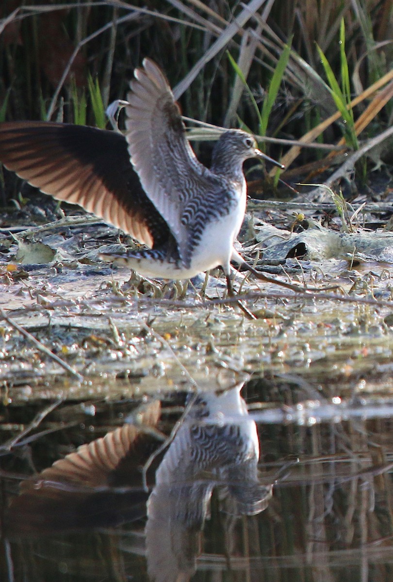 Solitary Sandpiper - ML94133391