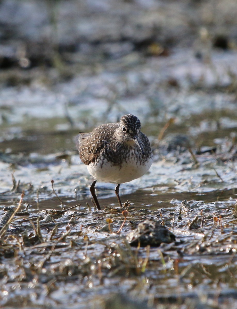 Solitary Sandpiper - ML94133401