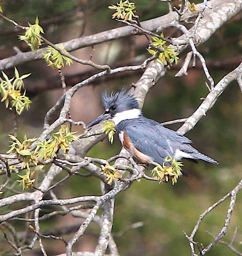 Belted Kingfisher - ML94133441