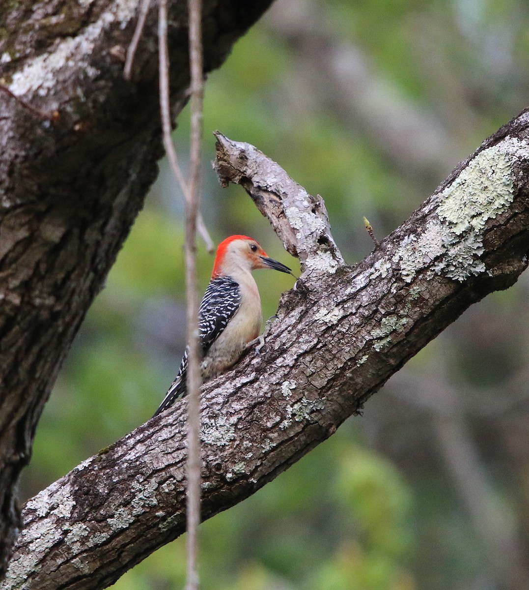 Red-bellied Woodpecker - Lori White