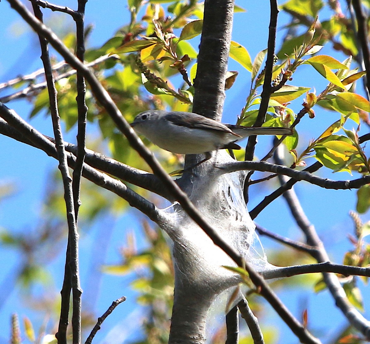 Blue-gray Gnatcatcher - ML94133591