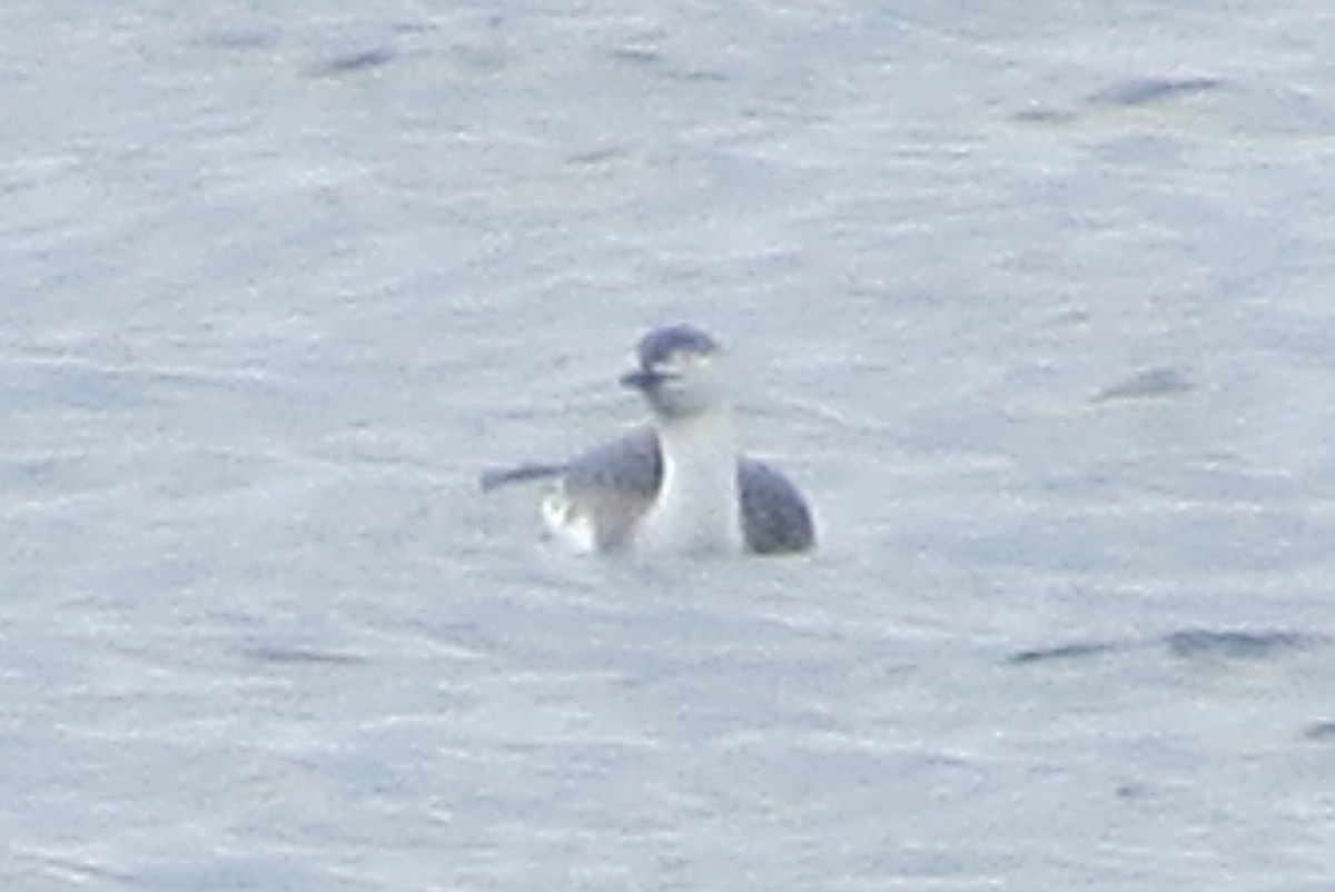 Red-throated Loon - ML94133601