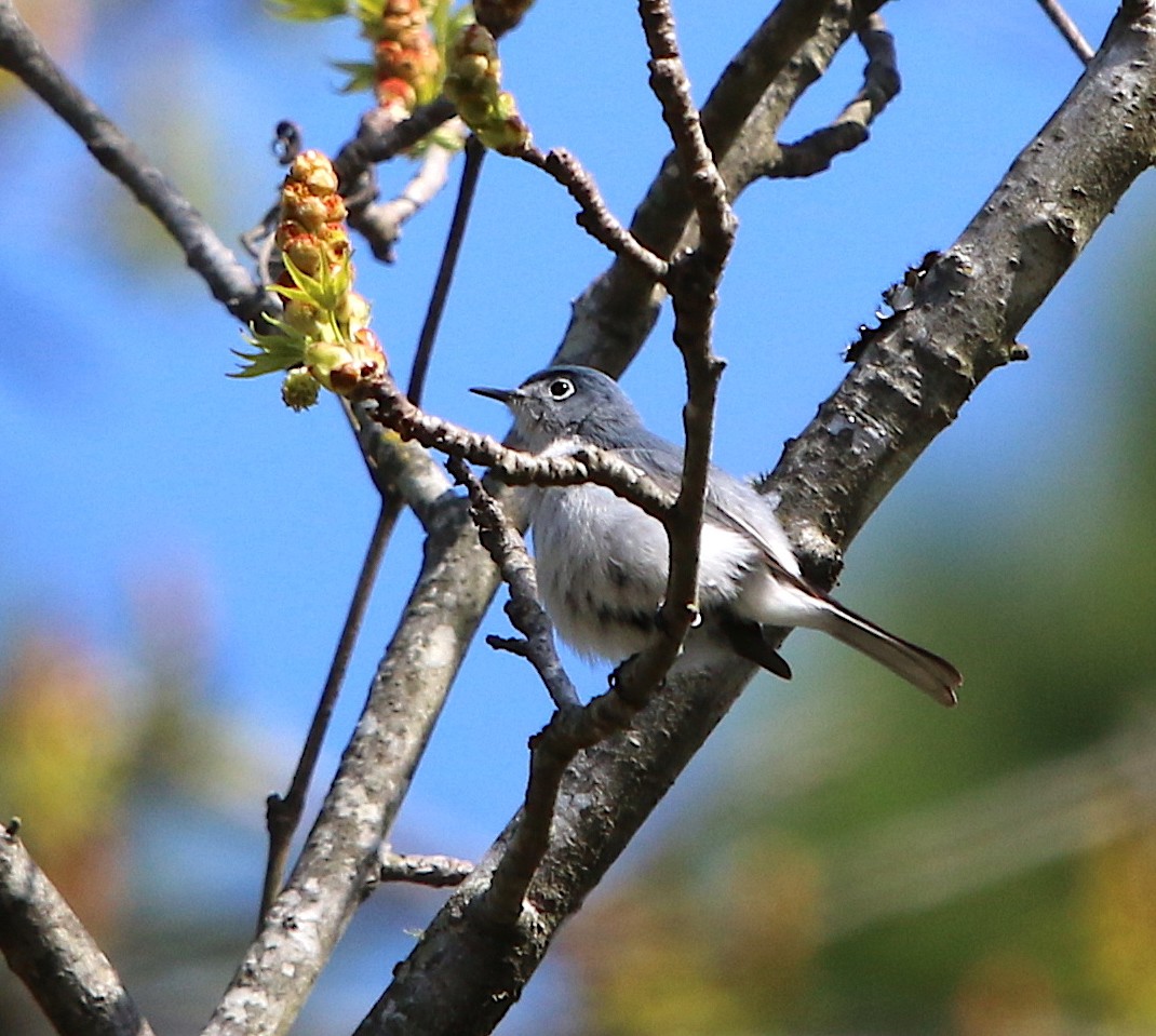 Blue-gray Gnatcatcher - ML94133611