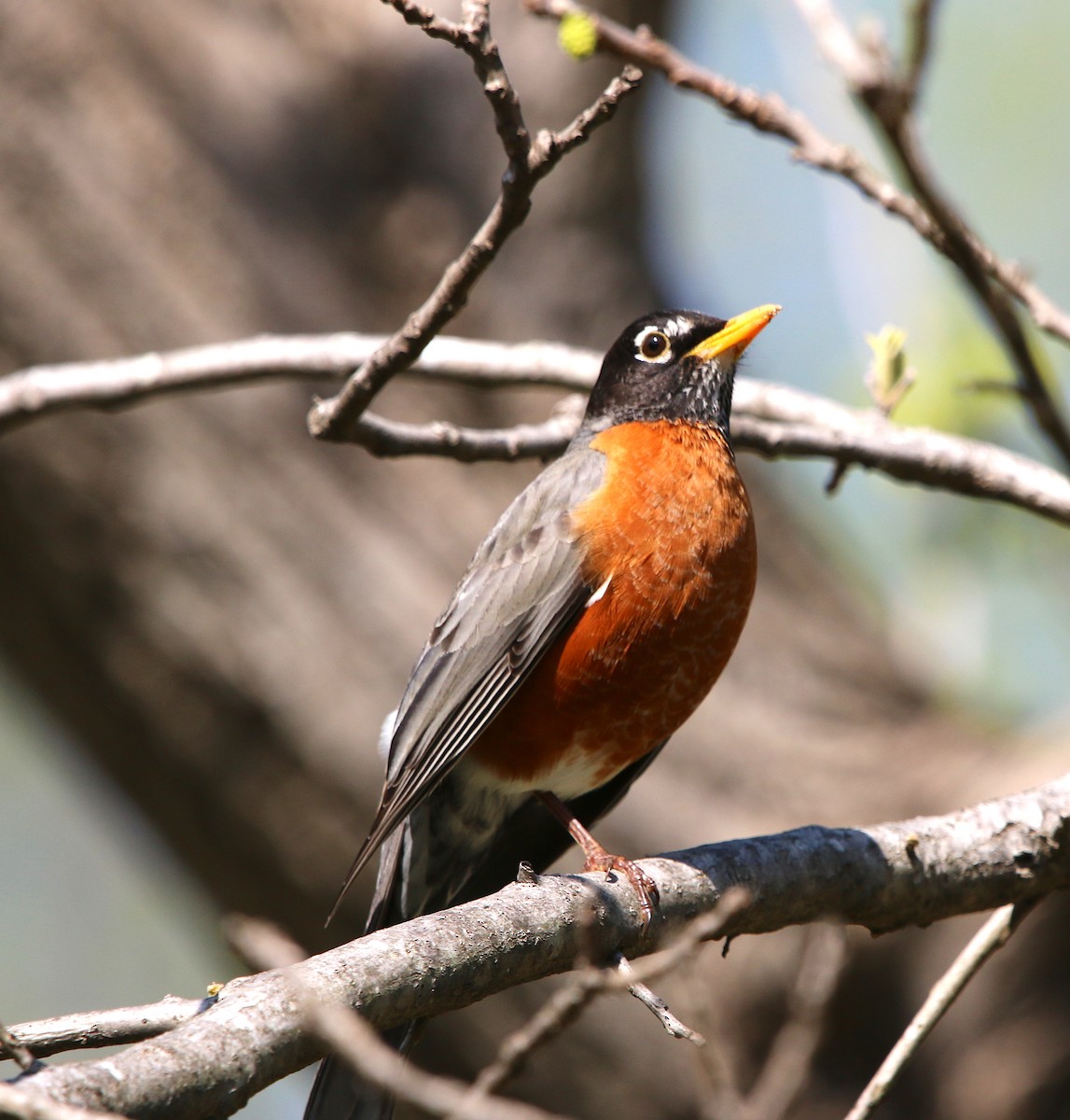 American Robin - ML94133681