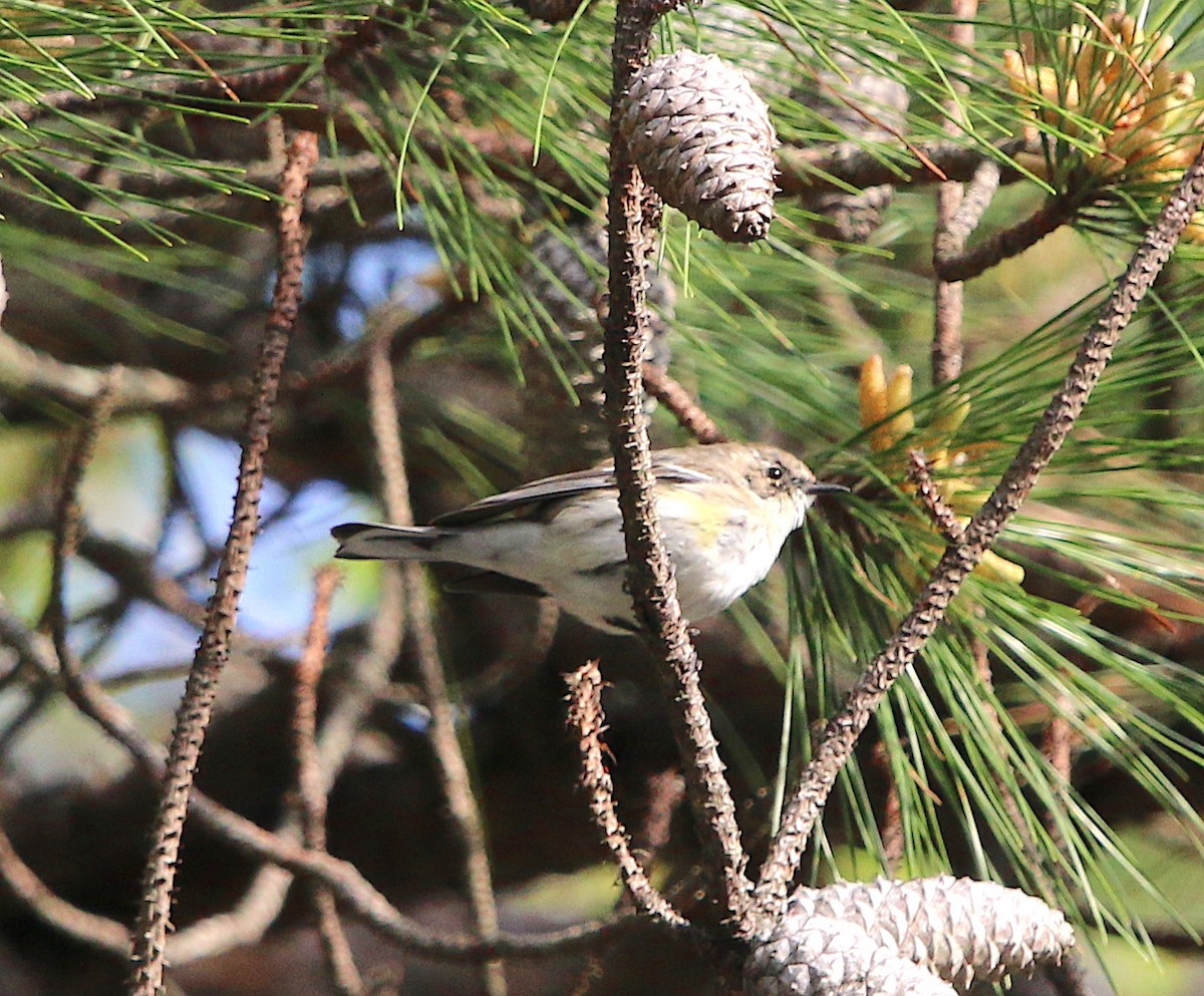 Yellow-rumped Warbler - ML94133741