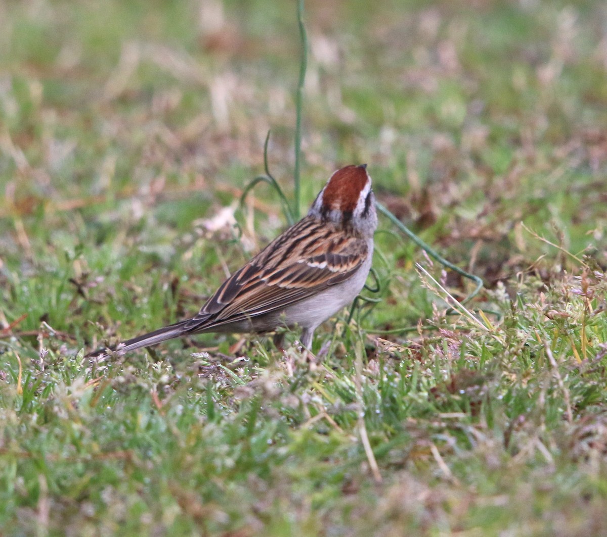 Chipping Sparrow - ML94133791