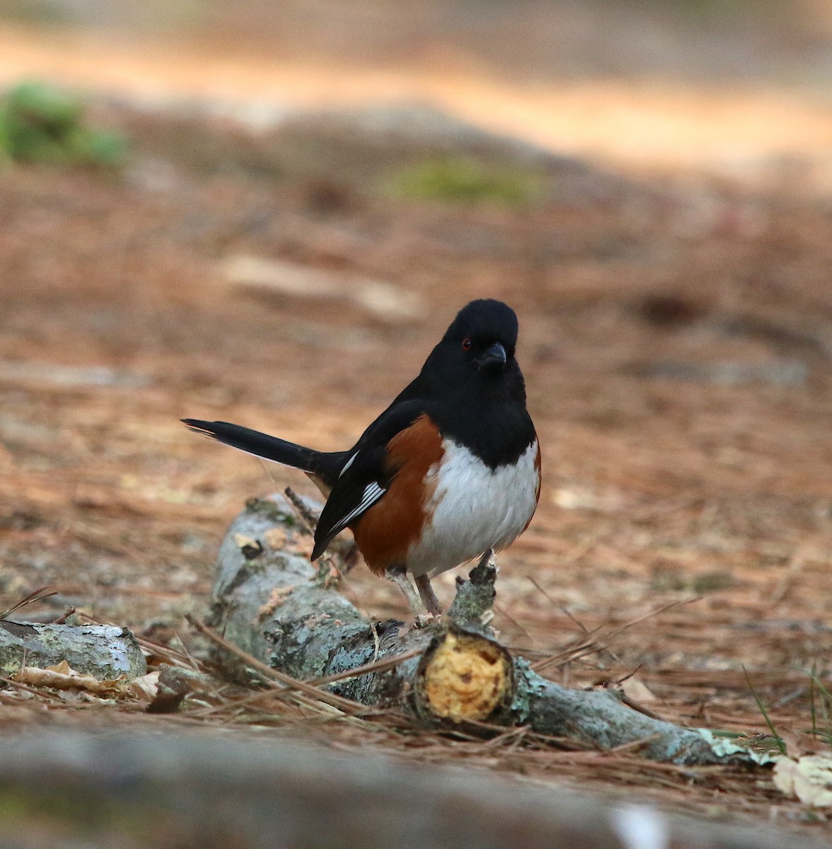 Eastern Towhee - Lori White