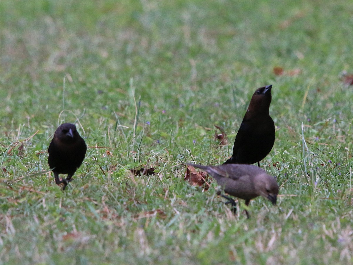 Brown-headed Cowbird - ML94133881