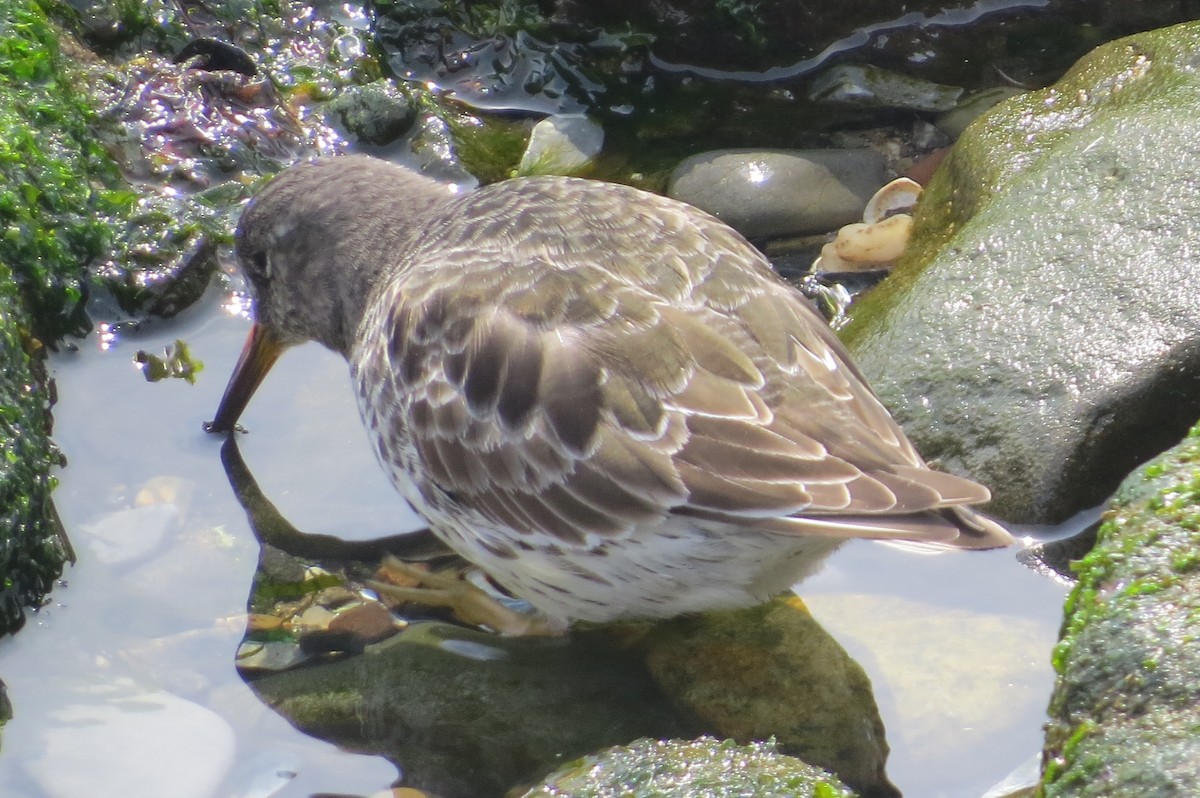 Purple Sandpiper - ML94134211