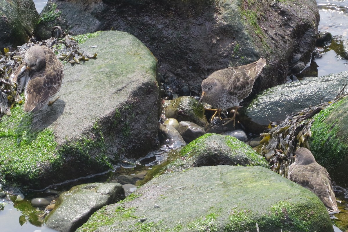 Purple Sandpiper - ML94134221