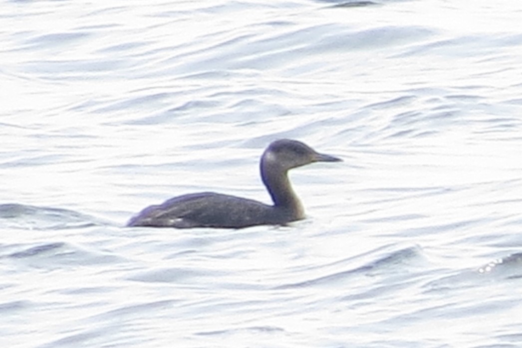 Red-necked Grebe - ML94134661