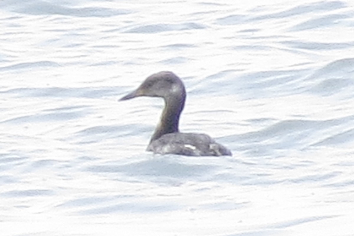 Red-necked Grebe - ML94134671