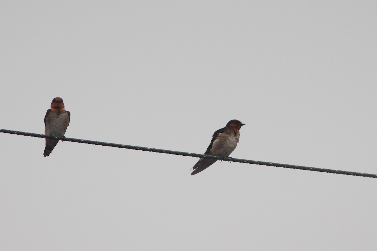 Pacific Swallow - ML94136371