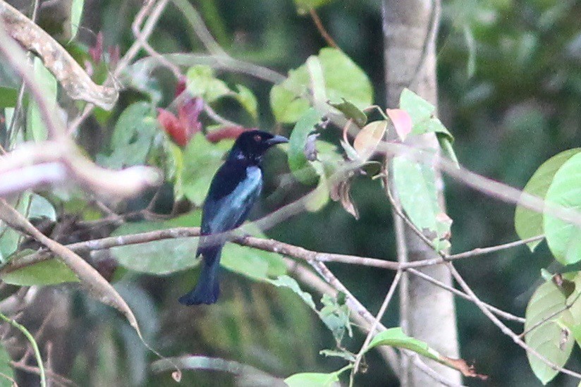 Sumatran Drongo - Oscar Johnson