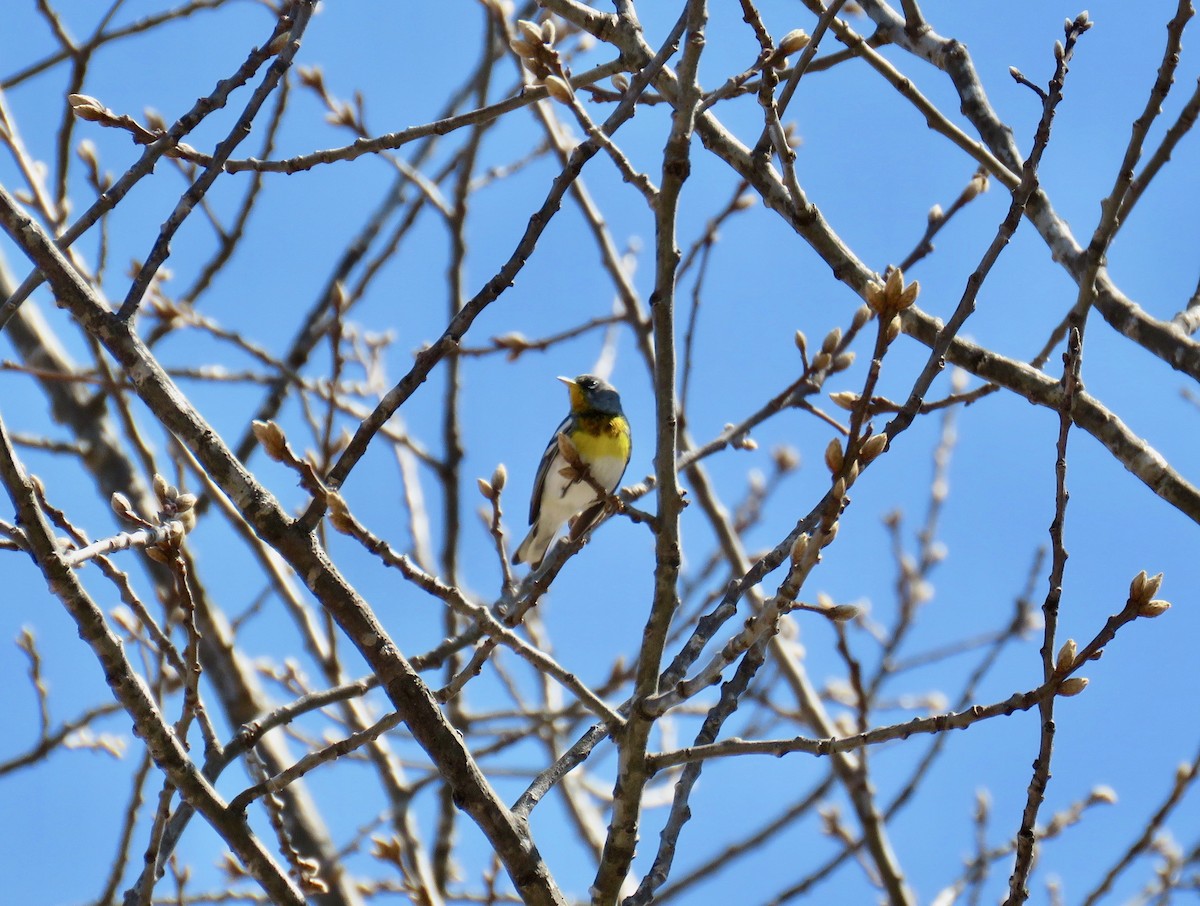 Northern Parula - ML94138931