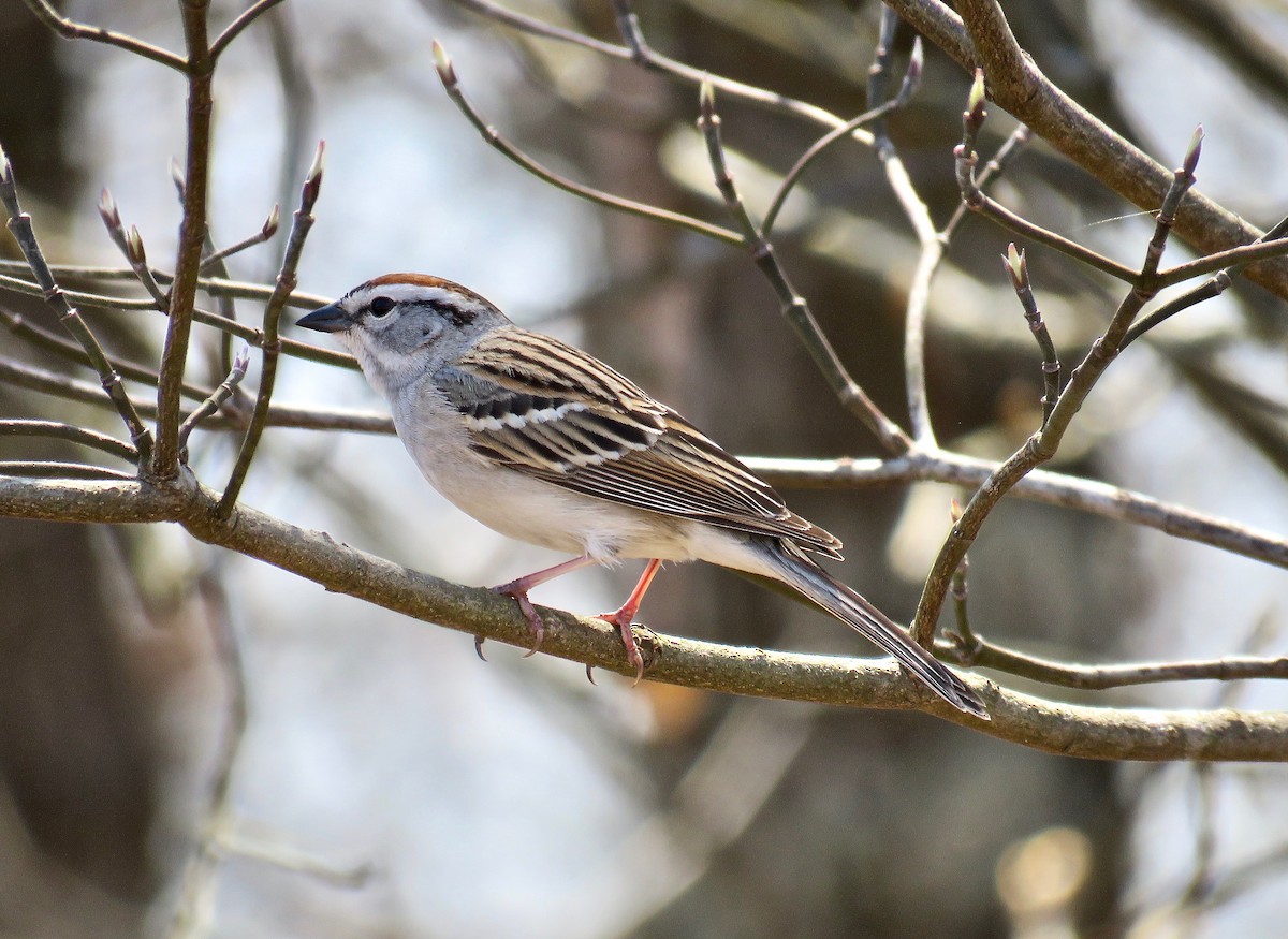 Chipping Sparrow - Ann Tanner