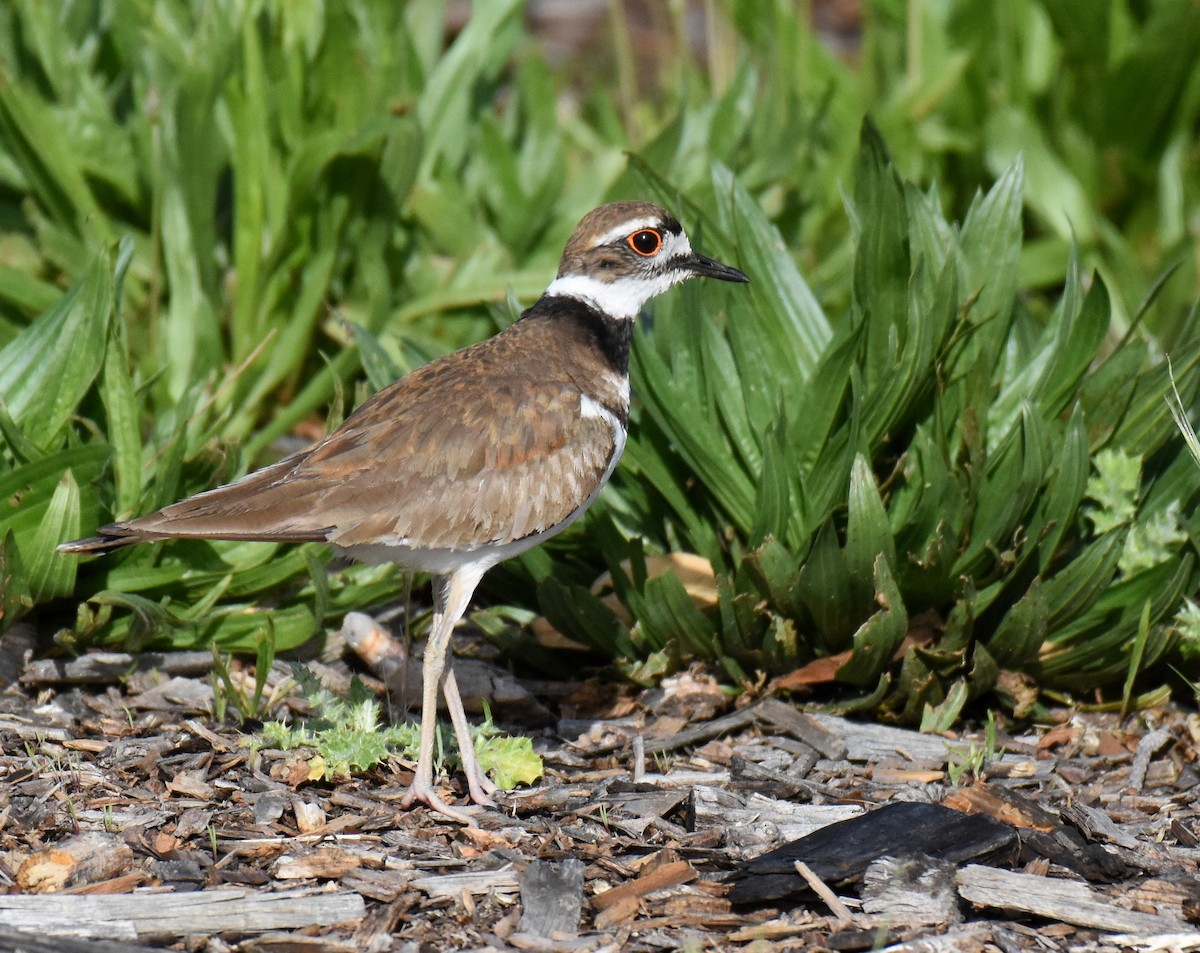 Killdeer - Jason Vassallo