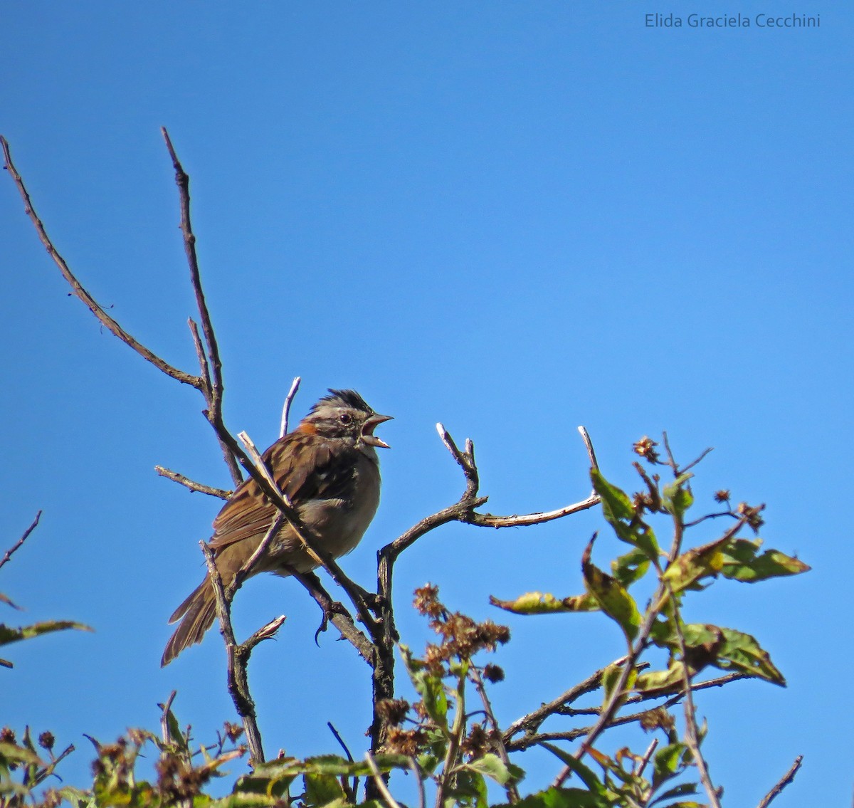 Rufous-collared Sparrow - ML94140091